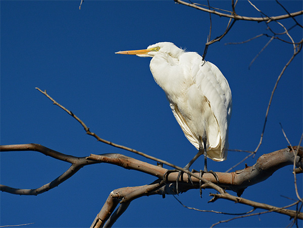 Great egret