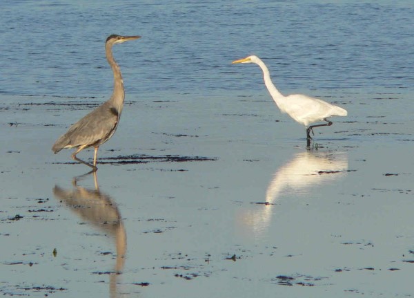 Heron and egret