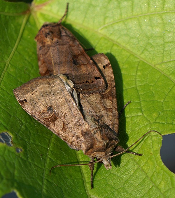 Smith's dart moth