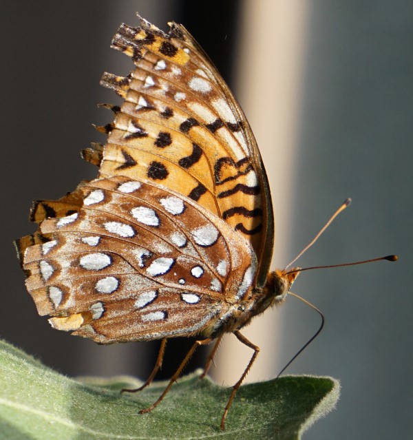 Aphrodite fritillary