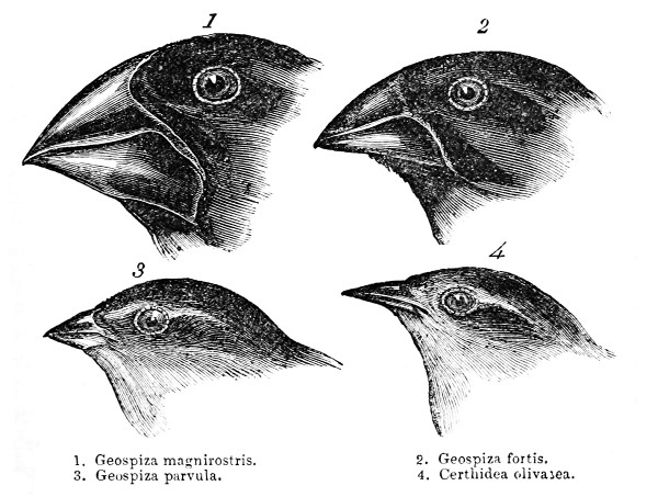 Darwin's finches