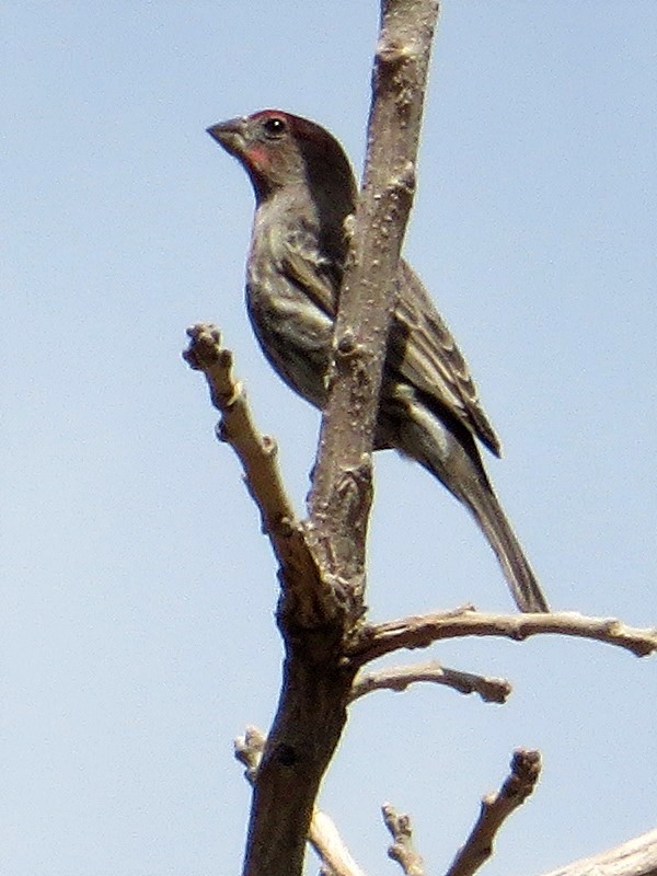 House finch