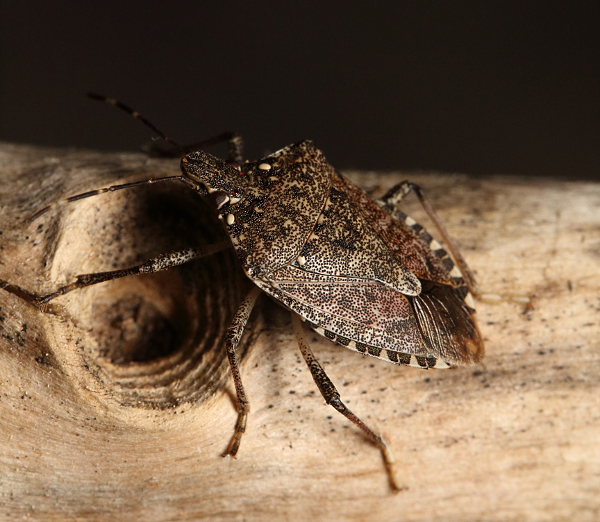 Marmorated stink bug