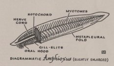 Sam Hinton's sketch of an amphioxus